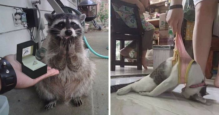 31 Of The Most Hilarious And Cute ‘Important Animal Images’ To Brighten Your Day (New Pics)