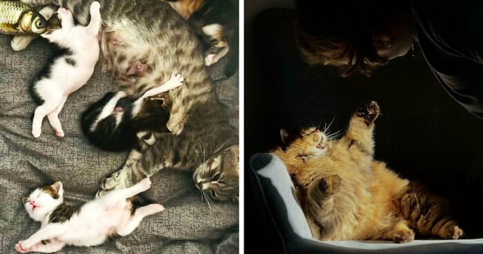 85 Accidental Renaissance Photos That Look Like They Belong In An Art Gallery (New Pics)