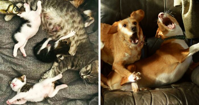 85 Accidental Renaissance Photos That Look Like They Belong In An Art Gallery (New Pics)