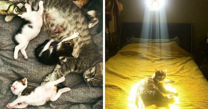 85 Accidental Renaissance Photos That Look Like They Belong In An Art Gallery (New Pics)