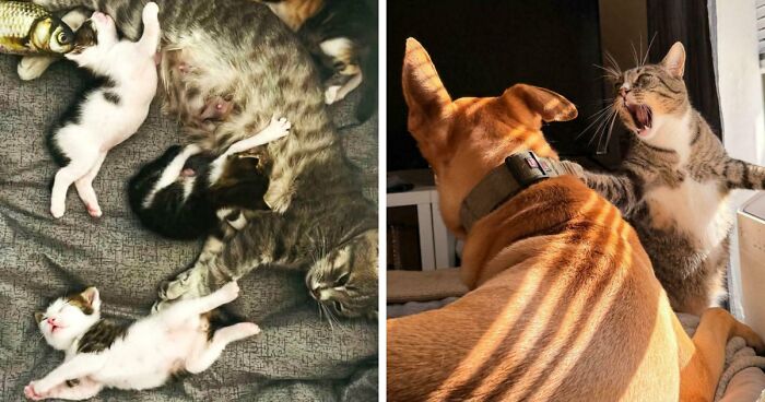 85 Accidental Renaissance Photos That Look Like They Belong In An Art Gallery (New Pics)