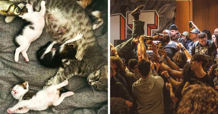 85 Accidental Renaissance Photos That Look Like They Belong In An Art Gallery (New Pics)