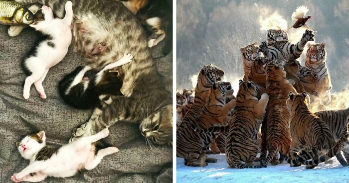 85 Accidental Renaissance Photos That Look Like They Belong In An Art Gallery (New Pics)