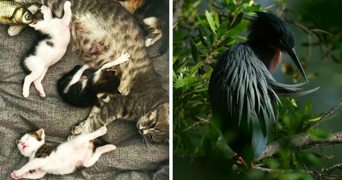 85 Accidental Renaissance Photos That Look Like They Belong In An Art Gallery (New Pics)