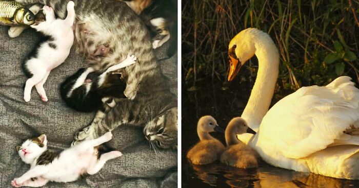 85 Accidental Renaissance Photos That Look Like They Belong In An Art Gallery (New Pics)