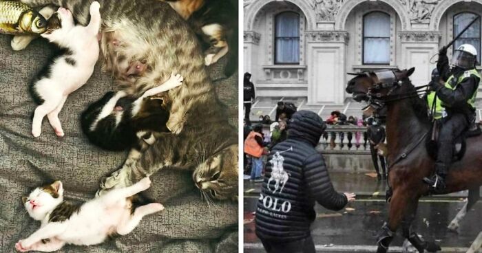 85 Accidental Renaissance Photos That Look Like They Belong In An Art Gallery (New Pics)