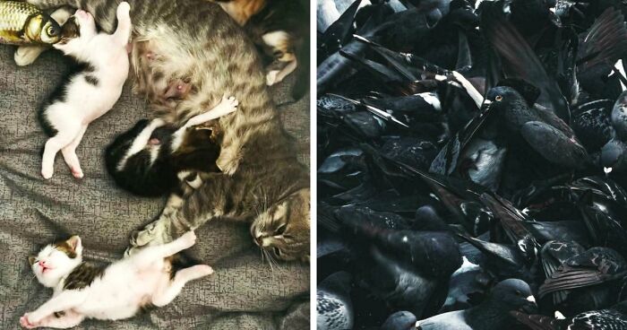 85 Accidental Renaissance Photos That Look Like They Belong In An Art Gallery (New Pics)