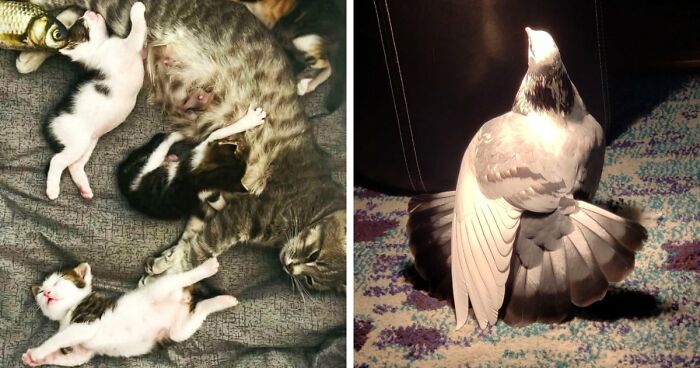 85 Accidental Renaissance Photos That Look Like They Belong In An Art Gallery (New Pics)