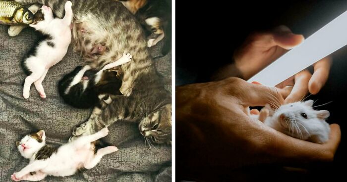 85 Accidental Renaissance Photos That Look Like They Belong In An Art Gallery (New Pics)