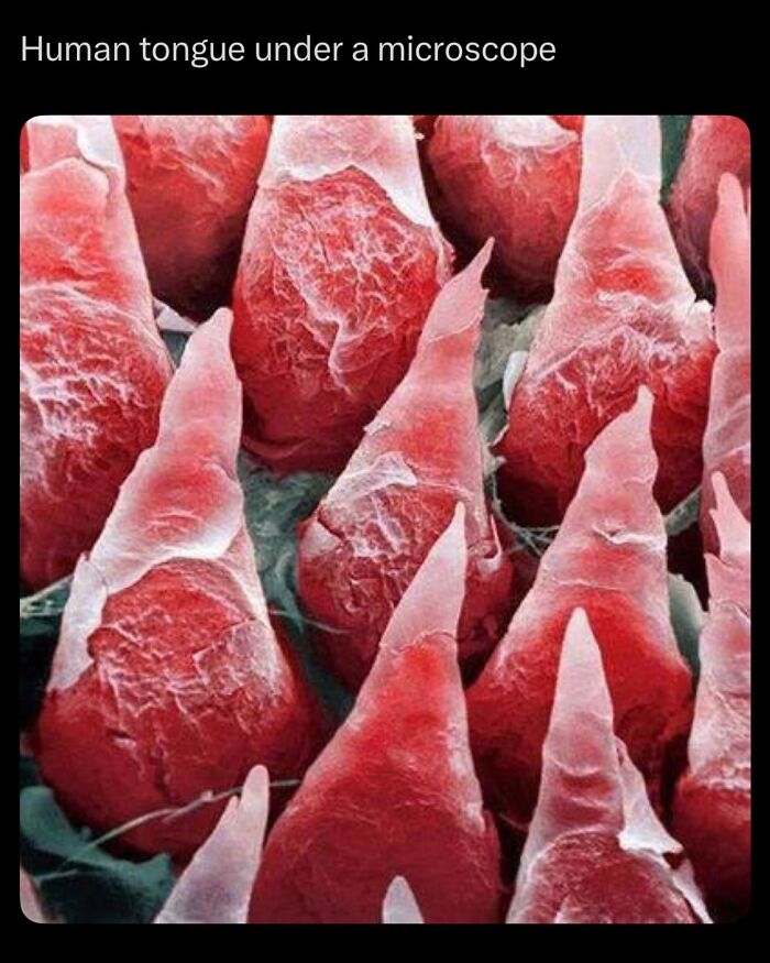 Close-up microscopic view of human tongue papillae revealing detailed textures, related to how everything is made.