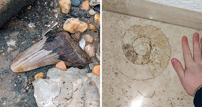 79 Times People Found Interesting Fossils And Asked Others To Identify Them