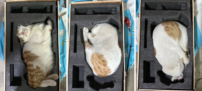 A Page With Over 7 Million Followers Is Sharing The Funniest And Most Relatable Cat Moments Online (40 Pics)