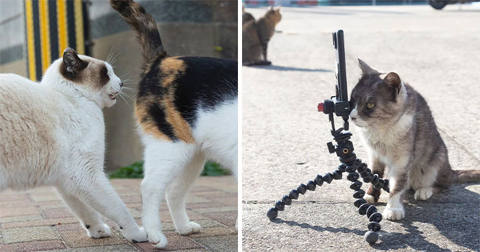 This Photographer Captured Exactly Why Cats Are So Endlessly Entertaining (61 Pics)