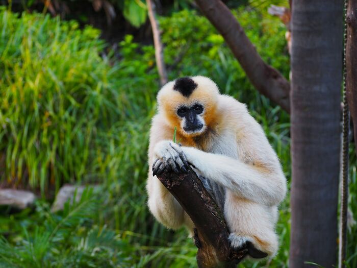 White-handed gibbon sitting on a branch in a green environment, showcasing animal intelligence in nature.