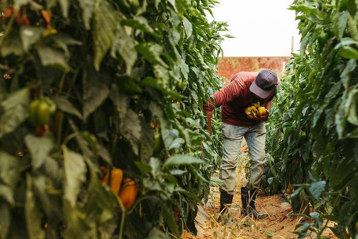 A worker harvests peppers in a field, bending over to pick yellow bell peppers. Rage quit stories can stem from hard labor.