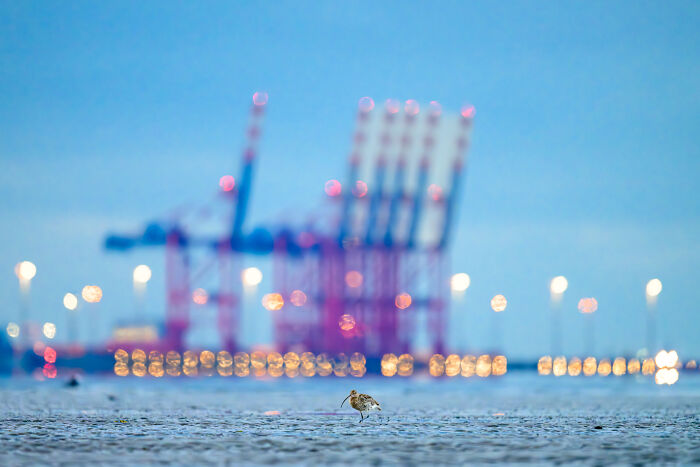 Runner-Up, Birds: Eurasian Curlew In Front Of Jade Weser Port By Christian Kosanetzky