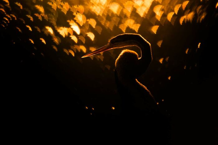 5th Place, Birds: Golden Darter By Rahul Sachdev