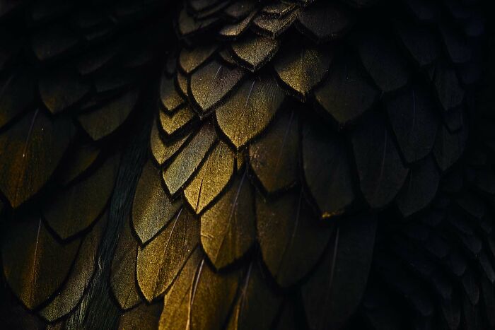 7th Place, Birds: Dragon Scales By Jan Sohler
