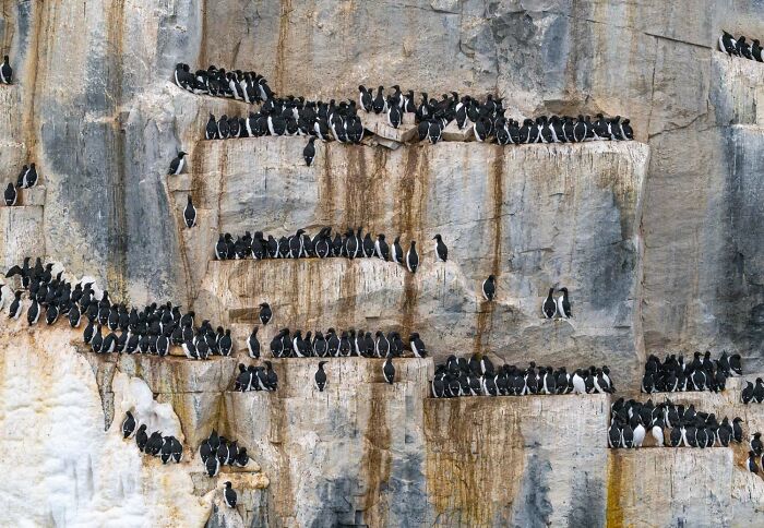 9th Place, Birds: Popular Nesting Spot By Marte Engelbrecht