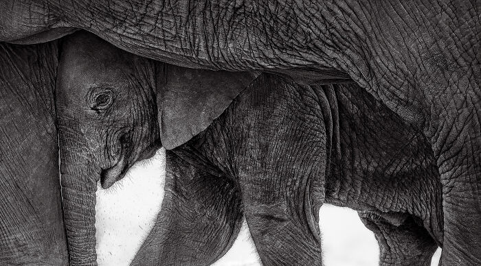 Runner-Up,| Mammals: Shelter By Preeti John