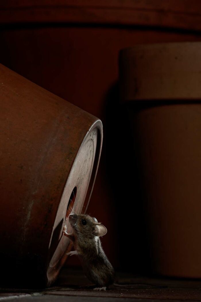 5th Place, Mammals: Nocturnal Patrol By Ivo Niermann