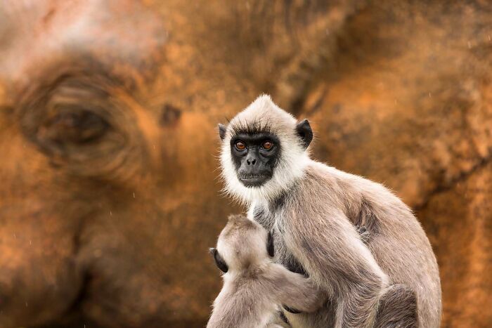 6th Place, Mammals: Elephant Backdrop By Jan Piecha