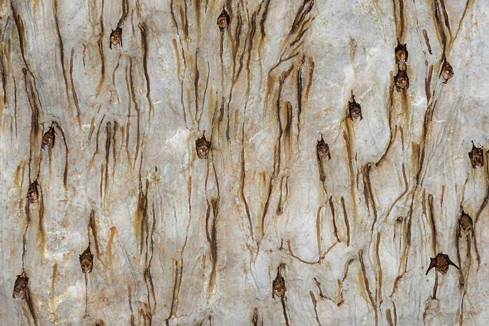 9th Place, Mammals: Subterranean Artwork By Linus Reimschüssel