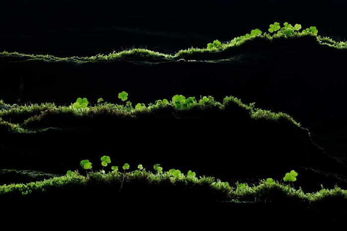 Category Winner, Plants And Fungi: Green Lines By Tobias Richter