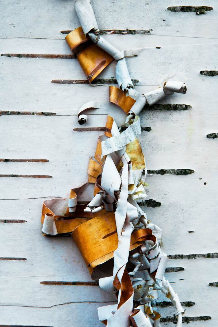 5th Place, Plants And Fungi: Curled Up By Martin Wurzbacher