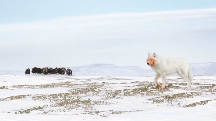 Runner-Up, Special Category: Ancient Rivals By Amit Eshel