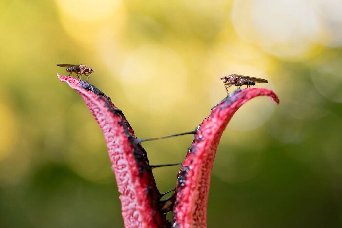 9th Place, Special Category: Staredown By Julius Stratmann