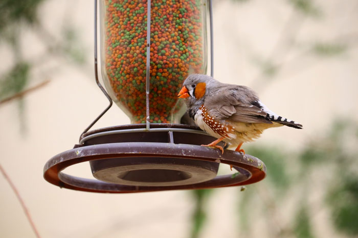 Tenant Mortified After Noticing Landlady Removes Her Bird Feeders, Considers Involving Police