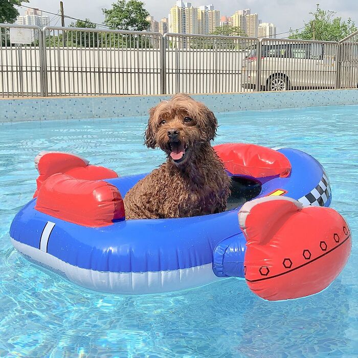 Wet brown dog smiling in a blue and red boat float. Hilarious photo of pets in water enjoying the pool.