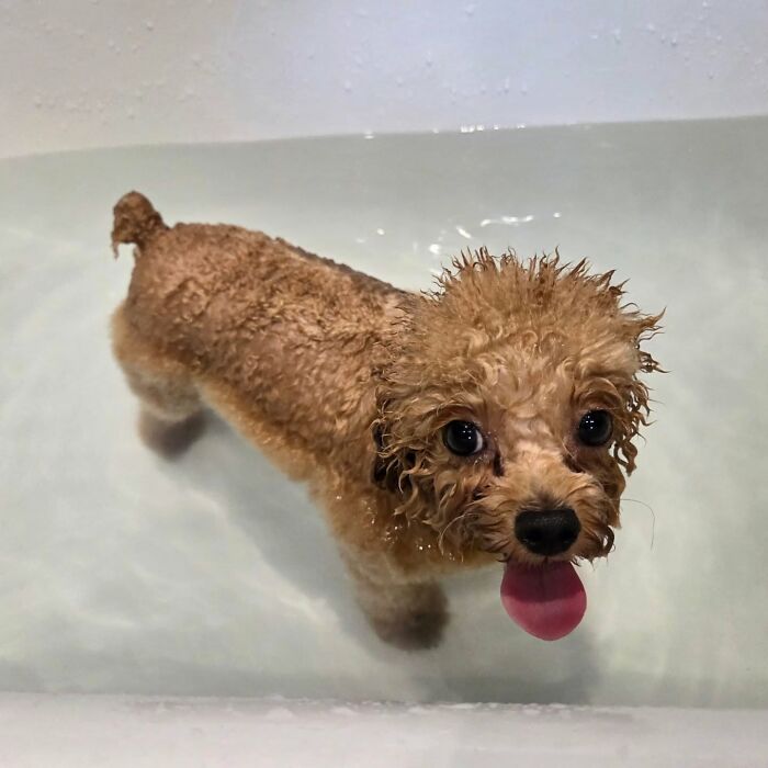 Wet brown poodle in water, with big eyes and tongue out, looking hilariously betrayed. A funny pets in water moment.