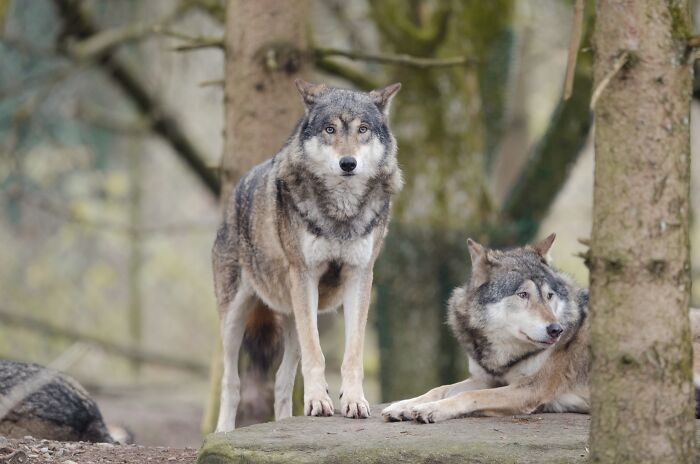 Two grey wolves in a forest, one stands intently, the other rests. Learn about the wildest reasons to fire someone.