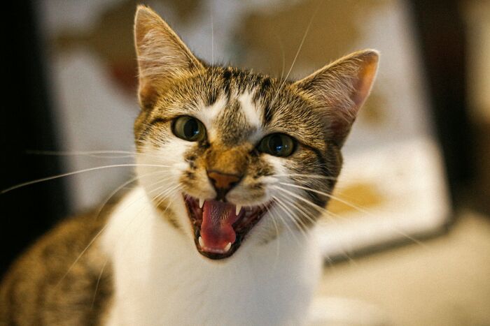 A tabby cat with wide-open mouth showing fangs and tongue, looking like pets acting suspiciously like humans.