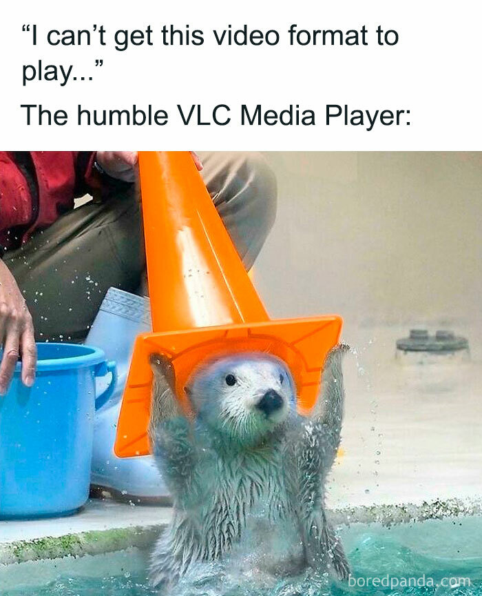 Funny safe-for-work meme showing an otter wearing an orange traffic cone like a hat, with playful and lighthearted humor.