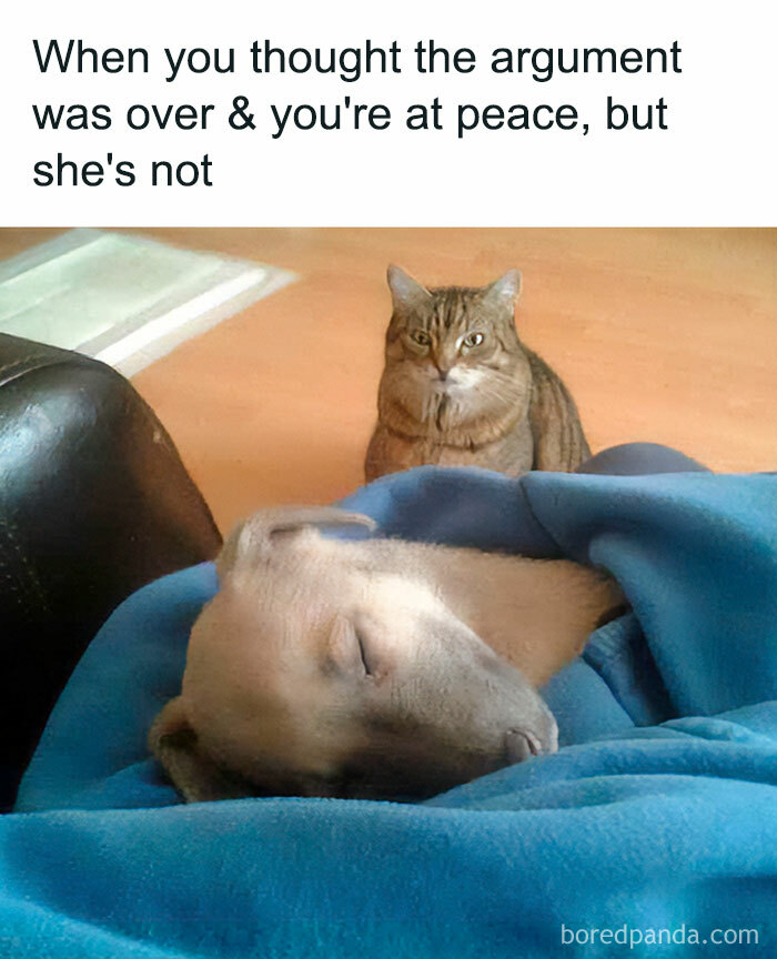 Tabby cat staring intensely at a sleeping dog wrapped in a blue blanket, a funny and lighthearted safe-for-work meme.
