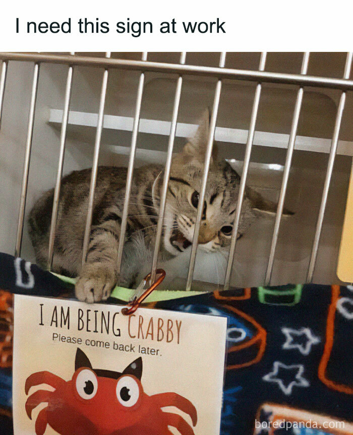 A funny safe-for-work meme showing a cat behind bars with a sign saying I am being crabby, needing a break.