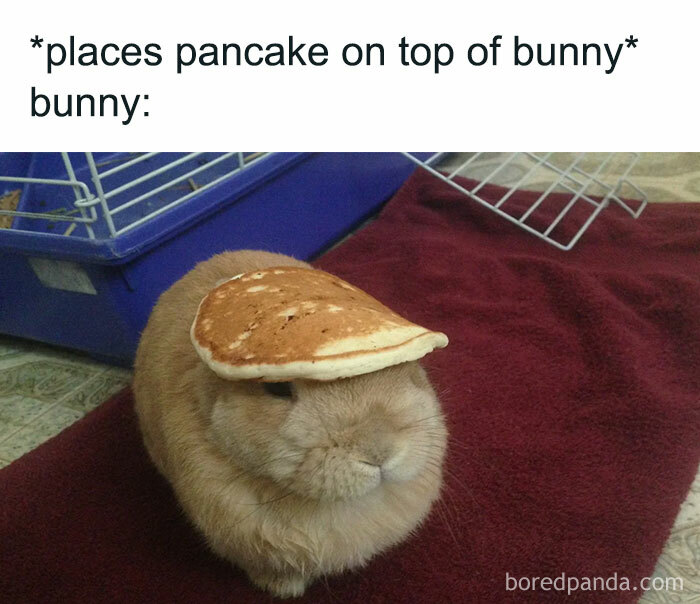 A funny anti-meme showing a bunny with a pancake on its head, looking unimpressed.