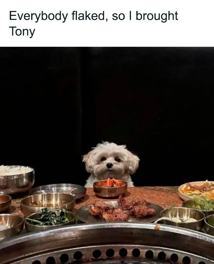 Small dog named Tony sitting at a restaurant table with food, featured in a funny and lighthearted safe-for-work meme