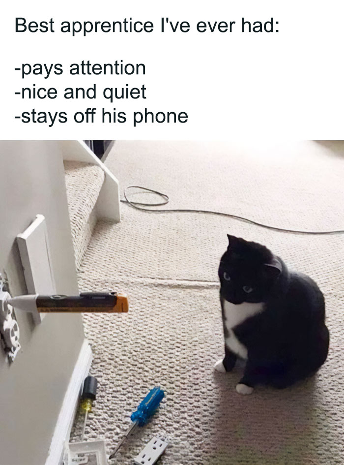 Black and white cat sitting on carpet next to tools and a wall socket, a funny meme for safe-for-work memes.