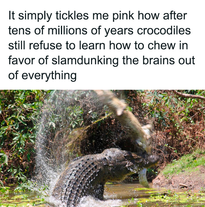 Funny safe-for-work meme featuring a crocodile slam dunking prey instead of chewing it.