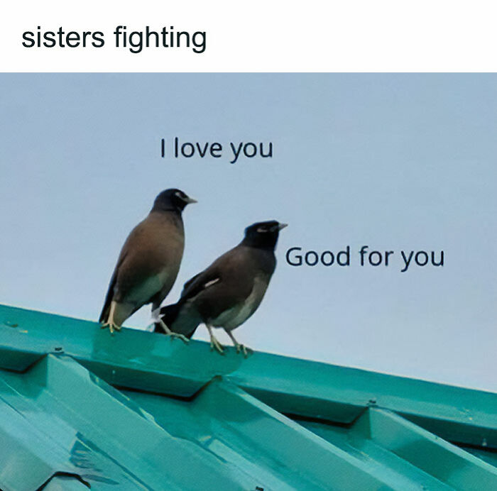 Two birds on a rooftop with text showing a humorous sisters fighting meme in funny and lighthearted safe-for-work style.