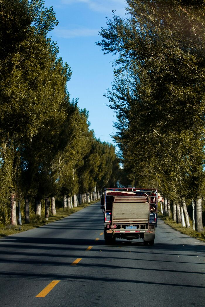 Truck driving down a tree-lined road on a clear day, illustrating stories about people seeing their intuition proved right.