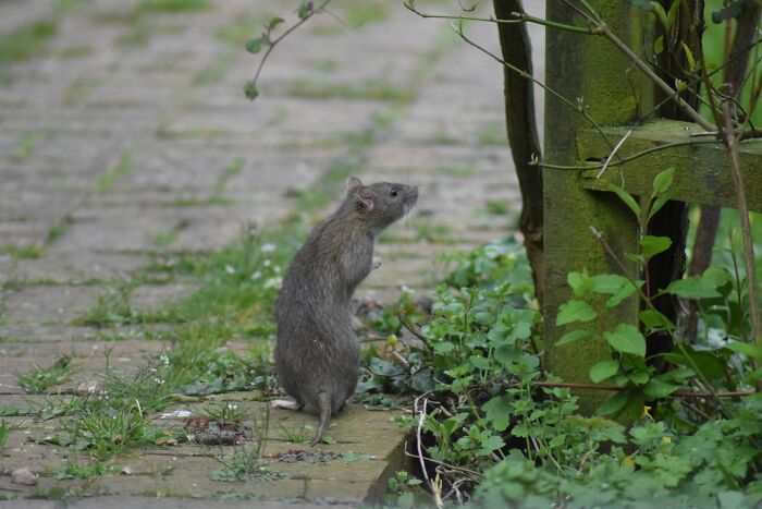 A wild rat standing on a brick path next to green plants, illustrating urban legends that were unexpectedly true.