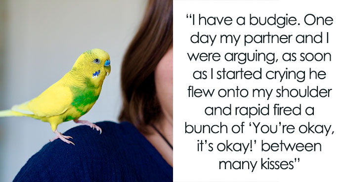 “It Was Kinda Spooky TBH”: 51 Times People’s Pets Acted Suspiciously Like Humans