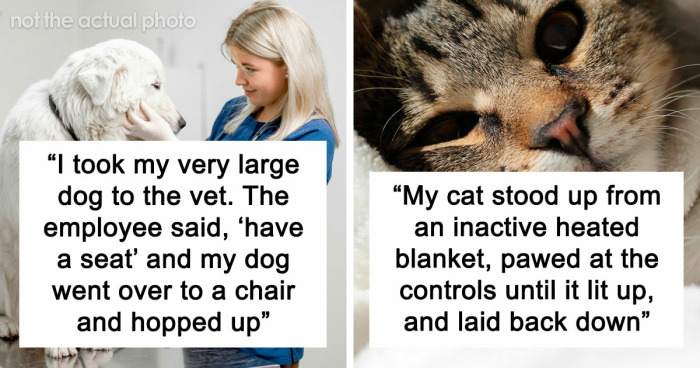 “It Was Kinda Spooky TBH”: 51 Times People Pets Acted Suspiciously Like Humans