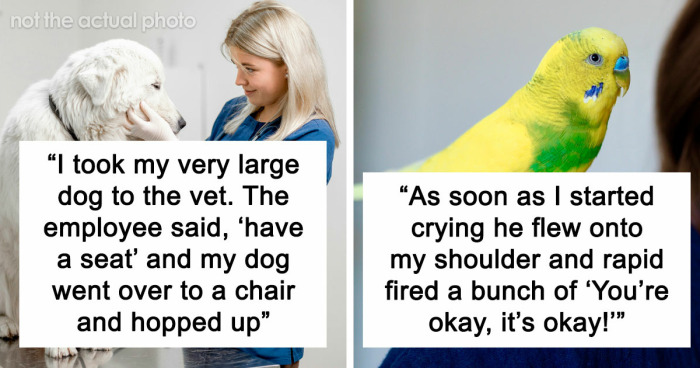 “It Was Kinda Spooky TBH”: 51 Times People Pets Acted Suspiciously Like Humans