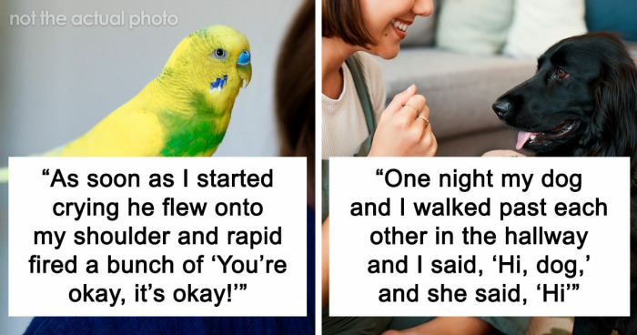 “It Was Kinda Spooky TBH”: 51 Times People’s Pets Acted Suspiciously Like Humans